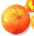 Grapefruit