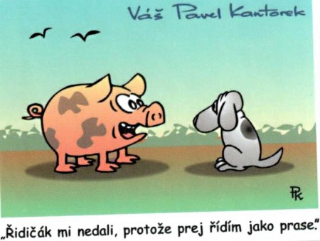 Kantorek - prase